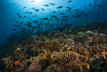 Hard Coral Reef, Raja Ampat, West Papua, Indonesia