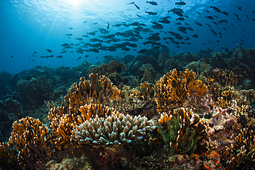 Hard Coral Reef, Raja Ampat, West Papua, Indonesia