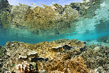 Pristine Reef Top, Raja Ampat, West Papua, Indonesia