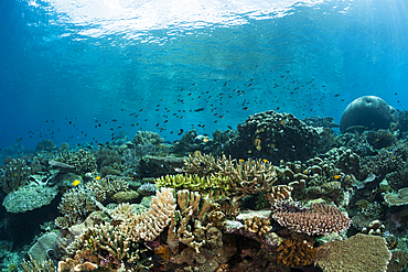 Hard Coral Reef, Raja Ampat, West Papua, Indonesia