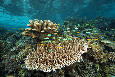 Hard Coral Reef, Raja Ampat, West Papua, Indonesia