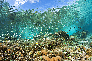 Pristine Reef Top, Raja Ampat, West Papua, Indonesia