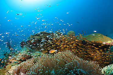 Species rich Coral Reef, Raja Ampat, West Papua, Indonesia