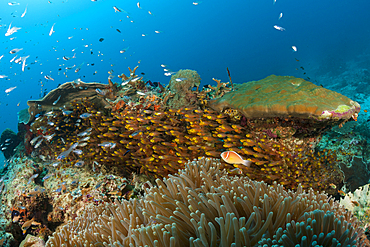 Species rich Coral Reef, Raja Ampat, West Papua, Indonesia