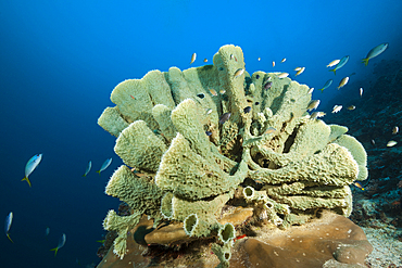 Coral reef with Tube Sponge, Raja Ampat, West Papua, Indonesia