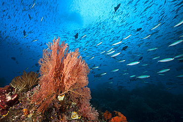 Colored Coral Reef, Raja Ampat, West Papua, Indonesia