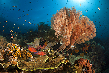 Colored Coral Reef, Raja Ampat, West Papua, Indonesia