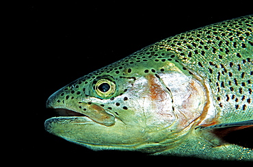 rainbow trout, Oncorhynchus mykiss, Germany, Bavaria