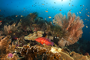 Colored Coral Reef, Raja Ampat, West Papua, Indonesia