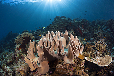 Coral reef with Leather coral, Raja Ampat, West Papua, Indonesia