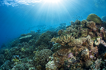 Hard Coral Reef, Raja Ampat, West Papua, Indonesia