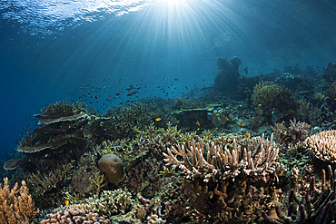 Hard Coral Reef, Raja Ampat, West Papua, Indonesia