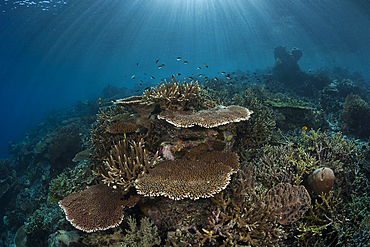 Hard Coral Reef, Raja Ampat, West Papua, Indonesia