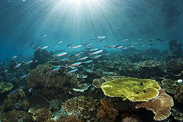 Hard Coral Reef, Raja Ampat, West Papua, Indonesia