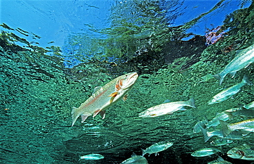 rainbow trout, Oncorhynchus mykiss, Germany, Bavaria