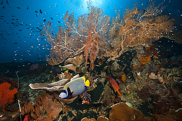 Species rich Coral Reef, Raja Ampat, West Papua, Indonesia