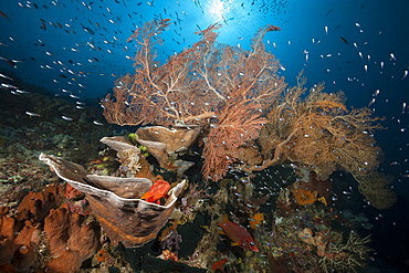 Species rich Coral Reef, Raja Ampat, West Papua, Indonesia