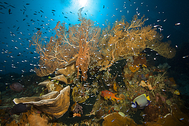 Species rich Coral Reef, Raja Ampat, West Papua, Indonesia