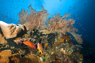 Species rich Coral Reef, Raja Ampat, West Papua, Indonesia