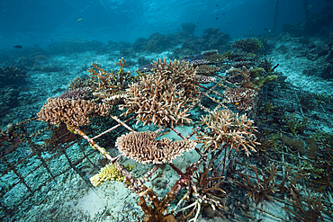 Coral Gardening Project, Raja Ampat, West Papua, Indonesia