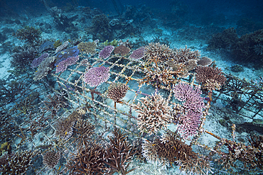 Coral Gardening Project, Raja Ampat, West Papua, Indonesia