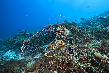 Coral Gardening Project, Raja Ampat, West Papua, Indonesia