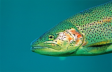 rainbow trout, Oncorhynchus mykiss, Germany, Bavaria