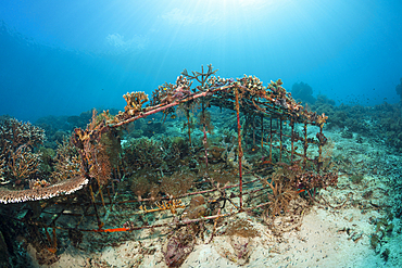 Coral Gardening Project, Raja Ampat, West Papua, Indonesia