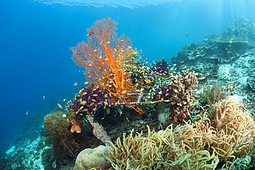 Coral Gardening Project, Raja Ampat, West Papua, Indonesia