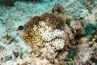 Coral Bleaching, Raja Ampat, West Papua, Indonesia