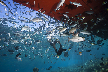 Snorkeling with schooling fishes, Raja Ampat, West Papua, Indonesia