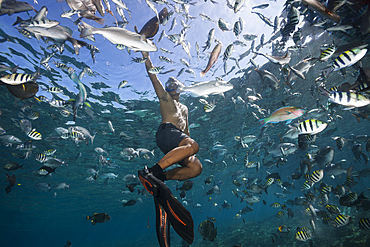 Snorkeling with schooling fishes, Raja Ampat, West Papua, Indonesia