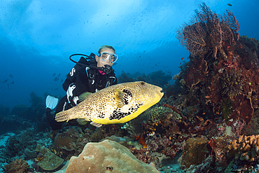 Map Puffer and Scuba diver, Arothron mappa, Raja Ampat, West Papua, Indonesia