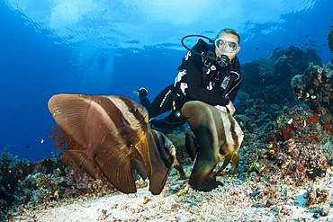 Scuba diver and Group of Longfin Batfish, Platax teira, Raja Ampat, West Papua, Indonesia