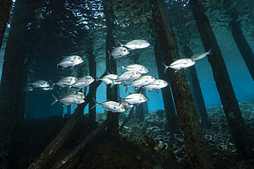 Schooling Bigeye Trevally under Jetty, Caranx sexfasciatus, Raja Ampat, West Papua, Indonesia