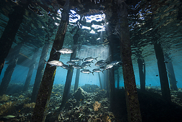 Schooling Bigeye Trevally under Jetty, Caranx sexfasciatus, Raja Ampat, West Papua, Indonesia