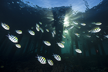 Schooling Indopacific Sergeant under Jetty, Abudefduf vaigiensis, Raja Ampat, West Papua, Indonesia