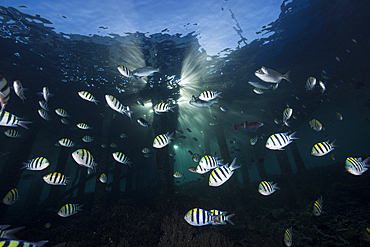 Schooling Indopacific Sergeant under Jetty, Abudefduf vaigiensis, Raja Ampat, West Papua, Indonesia