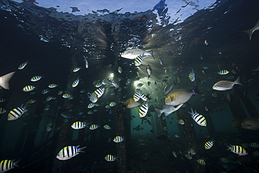 Schooling Indopacific Sergeant under Jetty, Abudefduf vaigiensis, Raja Ampat, West Papua, Indonesia