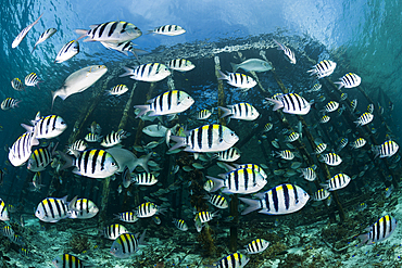 Schooling Indopacific Sergeant under Jetty, Abudefduf vaigiensis, Raja Ampat, West Papua, Indonesia