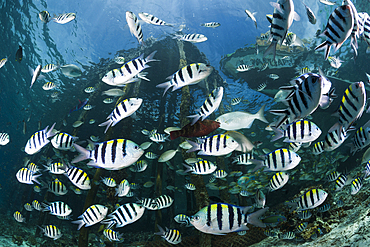 Schooling Indopacific Sergeant under Jetty, Abudefduf vaigiensis, Raja Ampat, West Papua, Indonesia