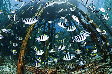 Schooling Indopacific Sergeant under Jetty, Abudefduf vaigiensis, Raja Ampat, West Papua, Indonesia