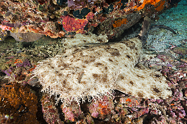 Tasselled Wobbegong, Eucrossorhinus dasypogon, Raja Ampat, West Papua, Indonesia