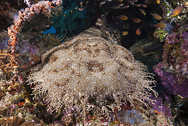 Tasselled Wobbegong, Eucrossorhinus dasypogon, Raja Ampat, West Papua, Indonesia