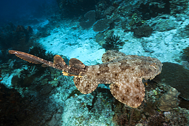 Tasselled Wobbegong, Eucrossorhinus dasypogon, Raja Ampat, West Papua, Indonesia