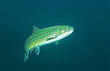 Salmonidae, Tigerfish, Germany, Bavaria