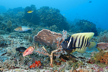 Six-banded angelfish in coral reef, Pomacanthus sexstriatus, Raja Ampat, West Papua, Indonesia