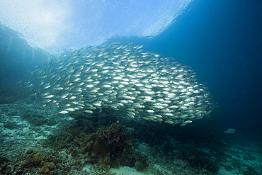 Shoal of Bigeye Scad, Selar crumenophthalmus, Raja Ampat, West Papua, Indonesia