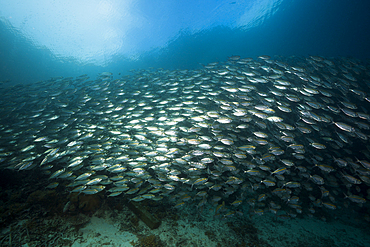 Shoal of Bigeye Scad, Selar crumenophthalmus, Raja Ampat, West Papua, Indonesia