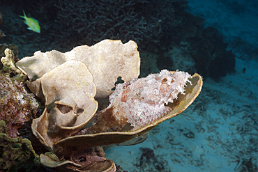 Papuan Scorpionfish, Scorpaenopsis papuensis, Raja Ampat, West Papua, Indonesia